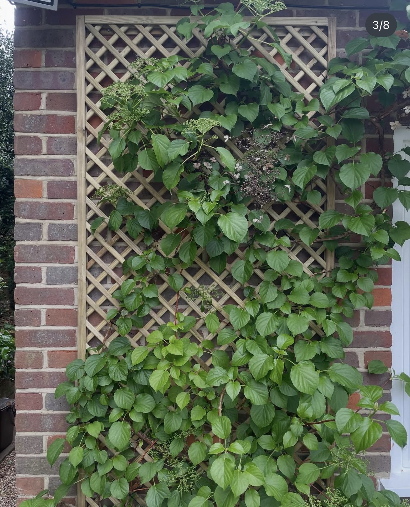 Trellis & Climbers